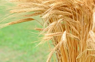 Filipino diploma translation