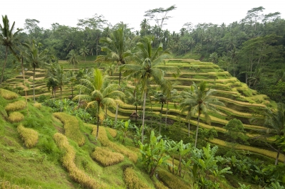 Indonesian Melbourne