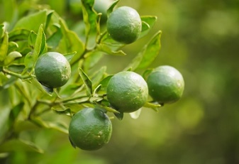 Portuguese Perth agriculture