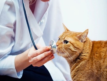 Russian veterinary translator